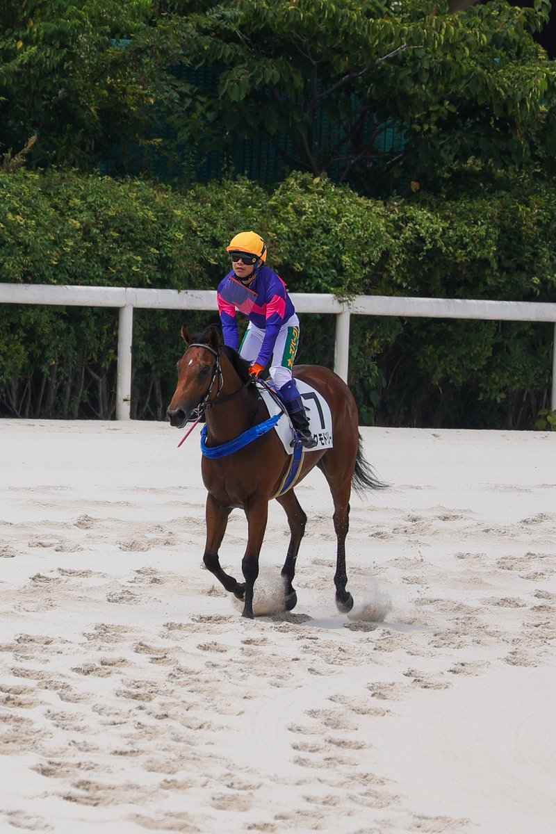 ファインニードル産駒 - Search / X