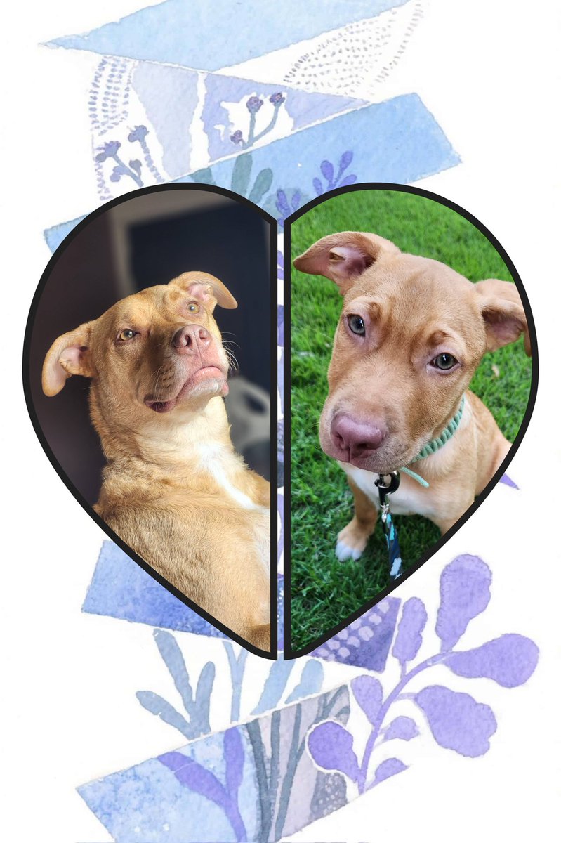 Happy gotchya day to this absolute menace 💚 You drive me crazy but I wouldn't have it any other way. Love you my widdle Xander 🥺🥰