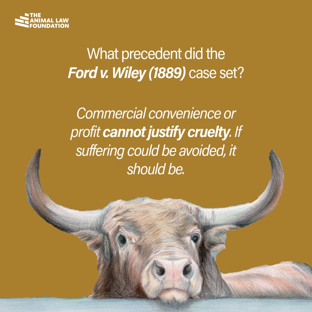 What constitutes "unnecessary suffering”?

Commercial convenience or profit cannot justify cruelty. If suffering could be avoided, it should be.

A key case to understand what “unnecessary suffering” means is the 1889 High Court case of Ford v. Wiley.

The case concerned a farmer