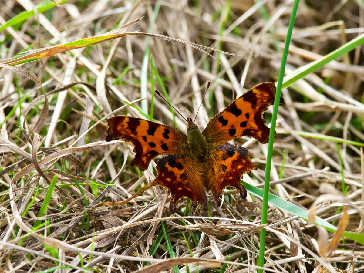 SteveOnHilbre's tweet image. It’s not all birds birds birds @hilbrebirdobs 👀 this #Weasel tried to make claim to ‘Weasel Wall’ yesterday from ‘Wheatear Wall’ but a Greenlander wasn’t having it 🤨 &amp;amp; this lovely #Comma butterfly appeared in the paddocks today before the rain ☔️ I do love a September Comma 😍
