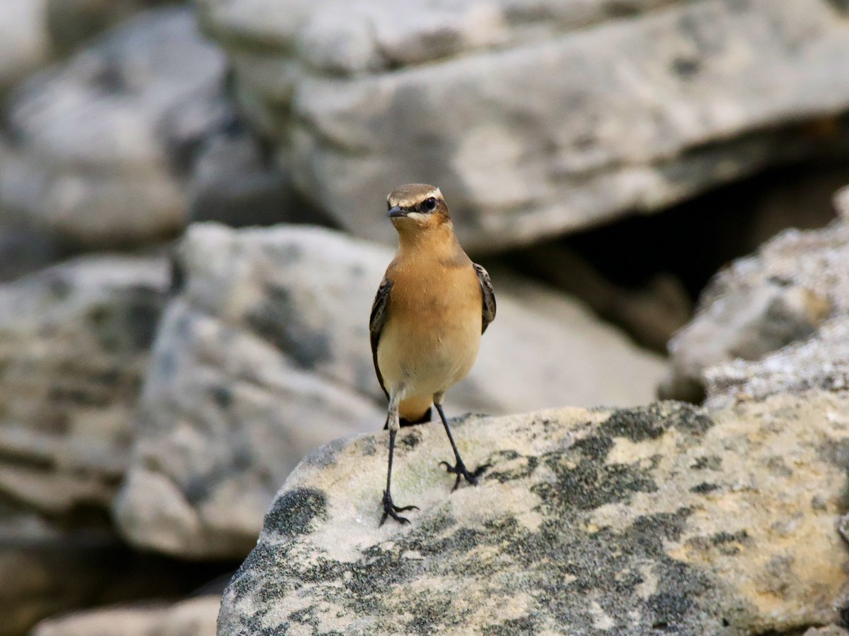 SteveOnHilbre's tweet image. It’s not all birds birds birds @hilbrebirdobs 👀 this #Weasel tried to make claim to ‘Weasel Wall’ yesterday from ‘Wheatear Wall’ but a Greenlander wasn’t having it 🤨 &amp;amp; this lovely #Comma butterfly appeared in the paddocks today before the rain ☔️ I do love a September Comma 😍