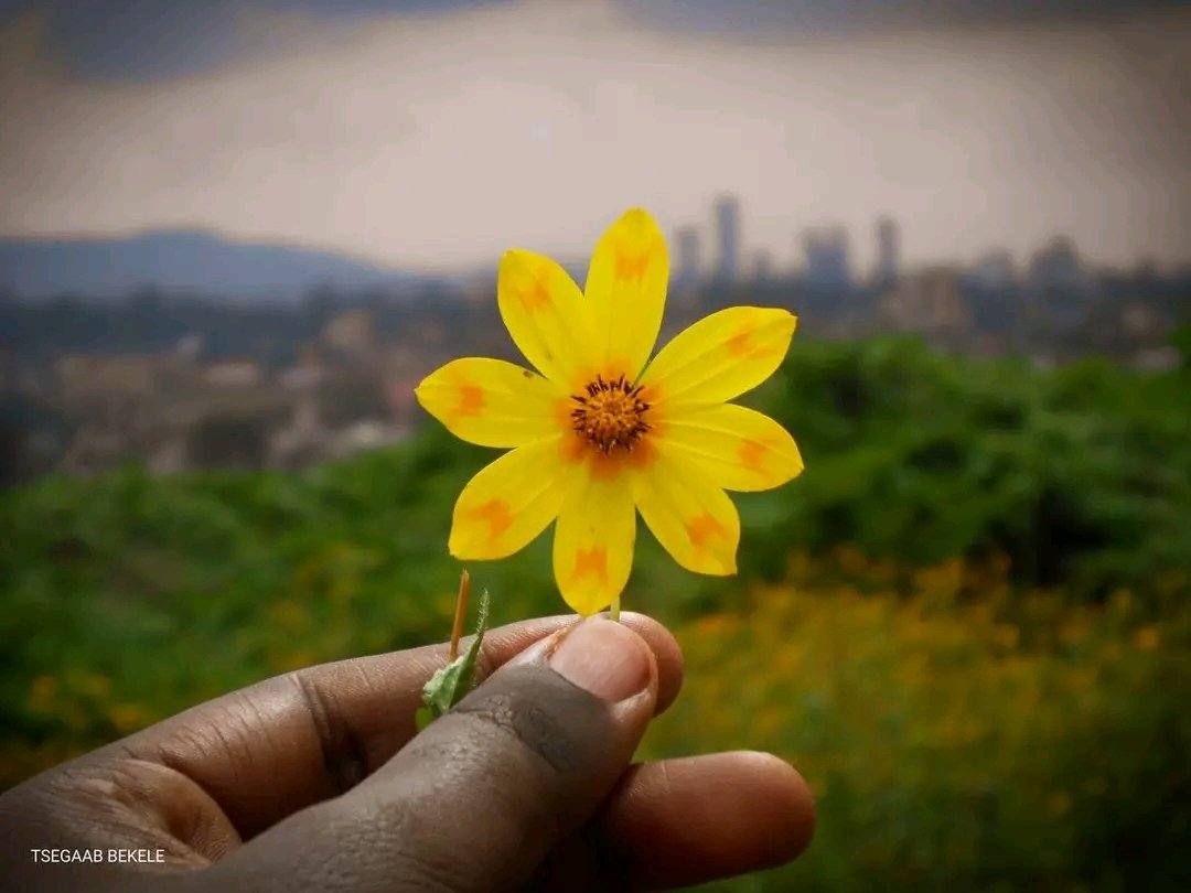 ሆፕ 🇪🇹 tweet media