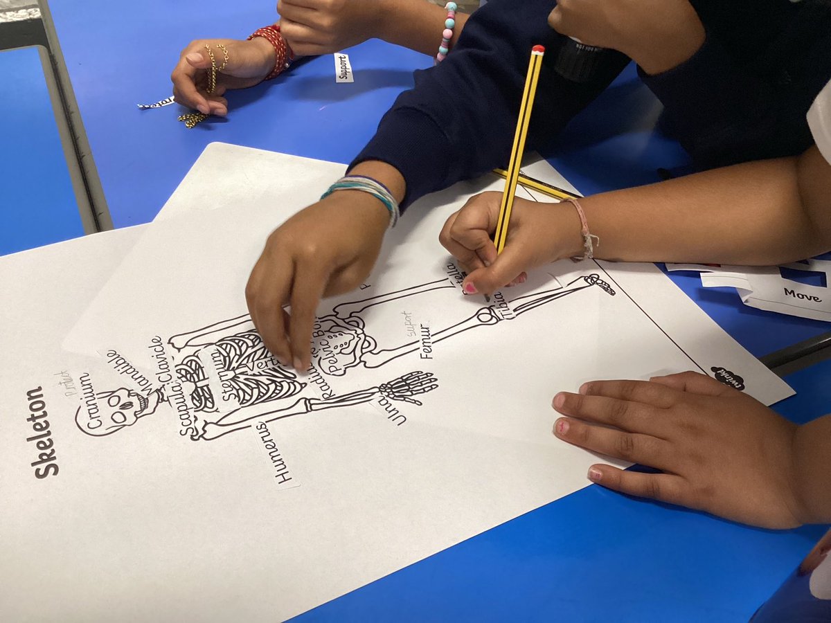 In science, we have been learning about the purpose of the skeleton. We looked at which parts protect, support and help us move in more detail. ⁦<a href="/AbbeyMead_TMET/">Abbey Mead Primary Academy</a>⁩ #teamwork #curiosity #learning