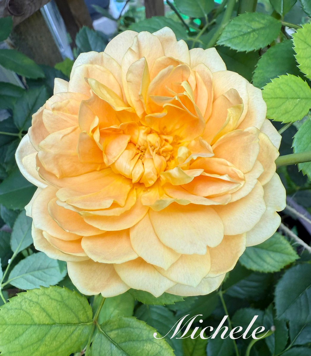 Happy #RoseWednesday 🥀My lovely Celebration Rose…it’s scentsational too! 🤗 Have a great day! 💛😘🙋🏻‍♀️ #rose #flowers #GardeningX #GardeningTwitter #FlowersOnX #mygarden #gardening #garden #FlowerPhotography #NatureBeauty #yellow