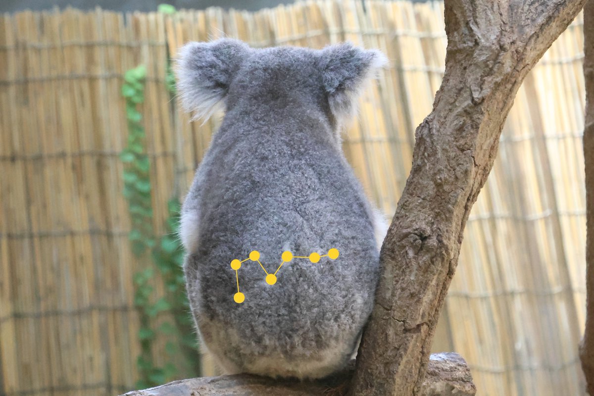 tomosa_f's tweet image. 重度のコアラーがね
あたちのおちりには北斗七星があるっていうのよ
2025.9.7📷
#王子動物園
#コアラ
#シャイニー