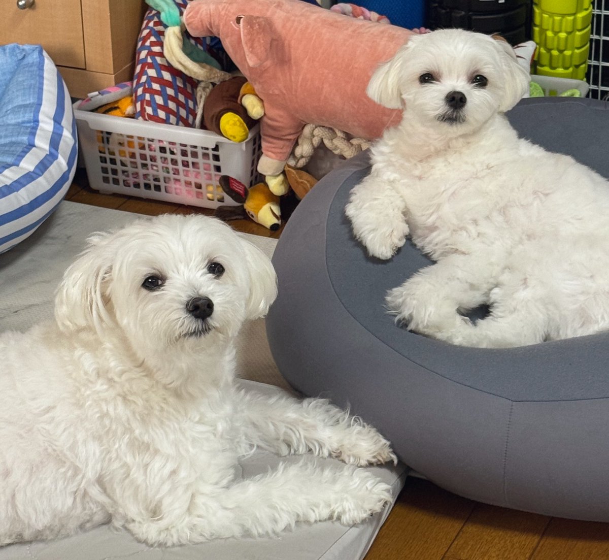 ゆきち🐻‍❄️ と あじ🐟 (@yukitiinu) / Posts / X