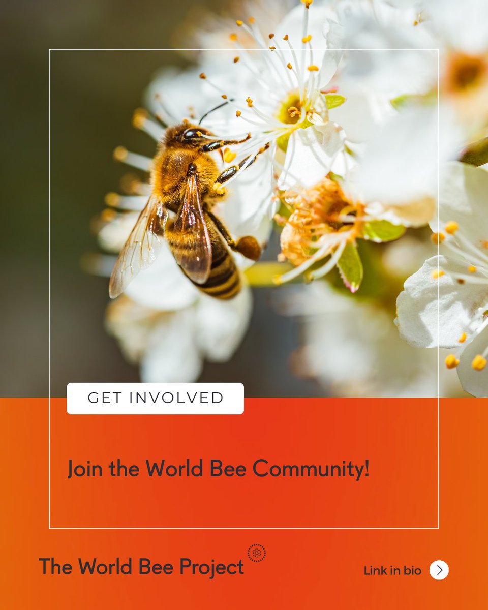 🐝 Bees are nature's unsung heroes, essential for biodiversity, climate resilience, and food security. 

Yet, they are under threat from habitat destruction, pesticides, and climate change. It's imperative that we come together to save them. 

Play a role in shaping a sustainable