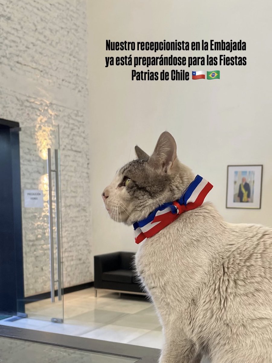 la <a href="/EmbBrasilChile/">Embajada de Brasil en Chile 🇧🇷🇨🇱</a> tiene el mejor michi embajador: branquinho 🇧🇷🫶🏽🇨🇱

📸: instagram - emb_brasilchile