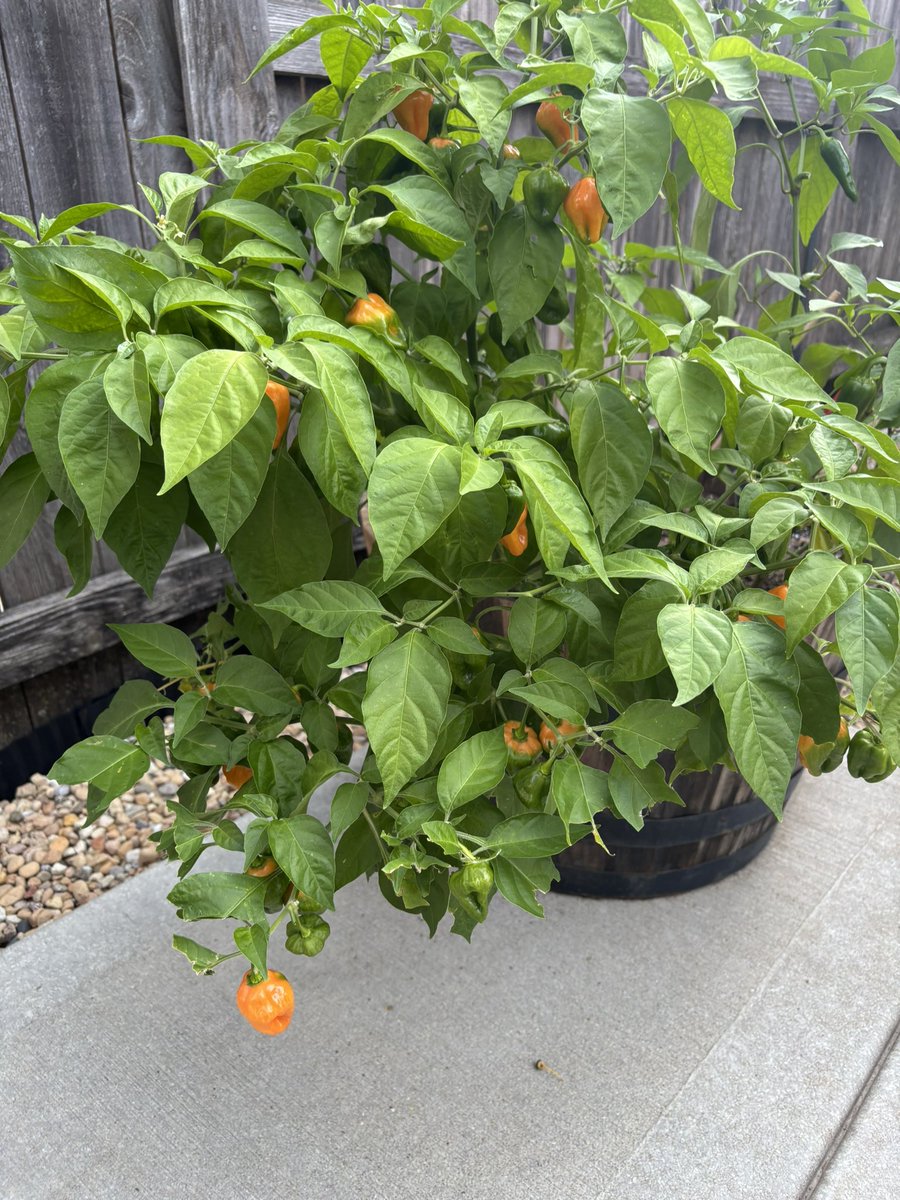 It’s harvest time at my place….