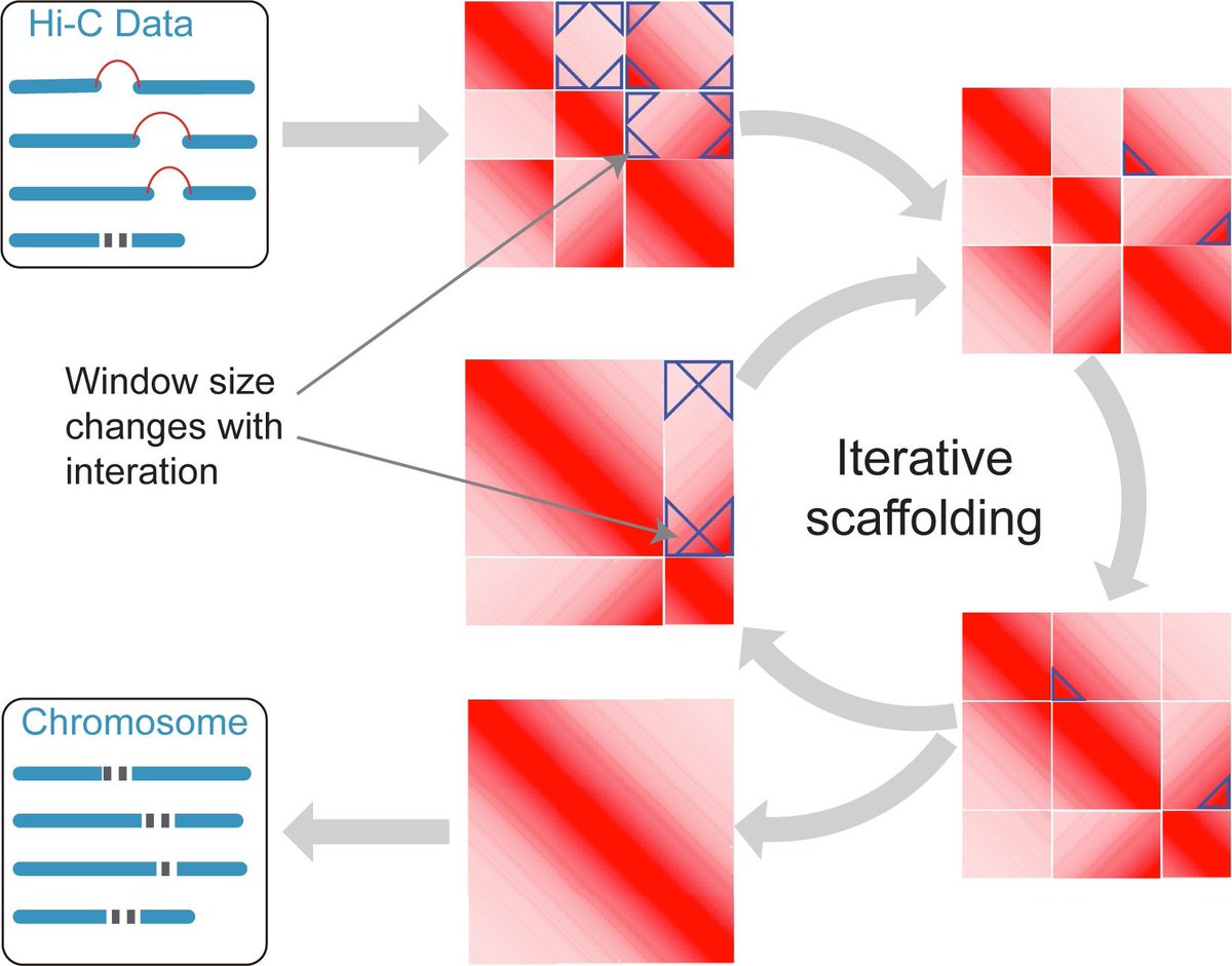 jsantoyo's tweet photo. Puzzle Hi-C: An accurate scaffolding software. #HiC #Genomics #Bioinformatics #GenomeScaffolding #PLOSone
https://t.co/nQi84P4fUS https://t.co/Qe8ekonAse