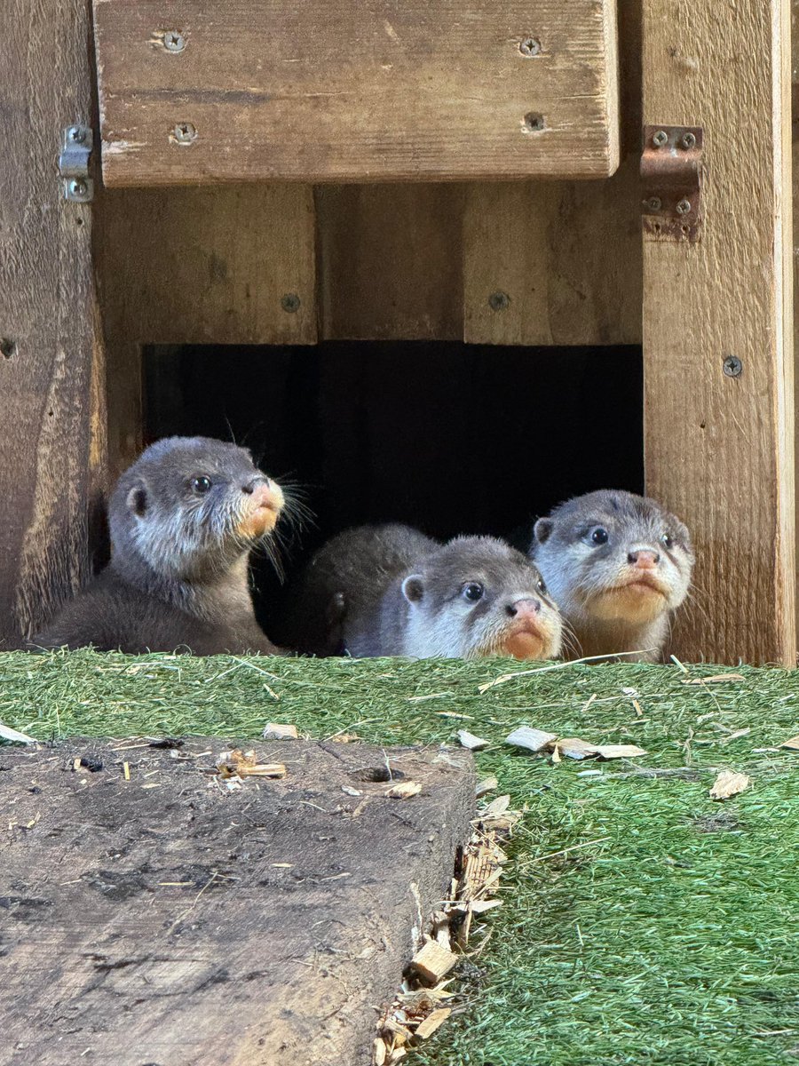 Otter surprise! 🦦✨ FIVE Asian short-clawed otter pups have been born at Sealife Adventure!

What started as a simple move turned into an unexpected love story for first-time parents Harriet &amp; David 🐾💛 Their pups are now taking their first steps—keep an eye out on your visit!