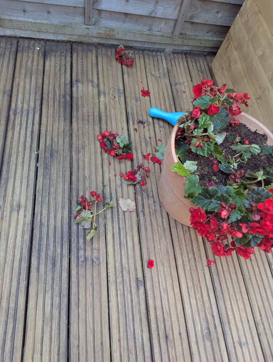 Grace Garland tweet media