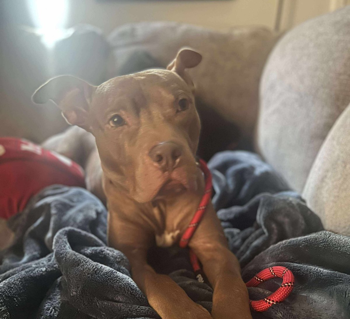 Wilbur is getting the first of 3 injections today! His total heartworm treatment is $425. Please donate to Wilbur. His life has not been easy. They beat him in the Houston streets! We want to show him the world loves him!