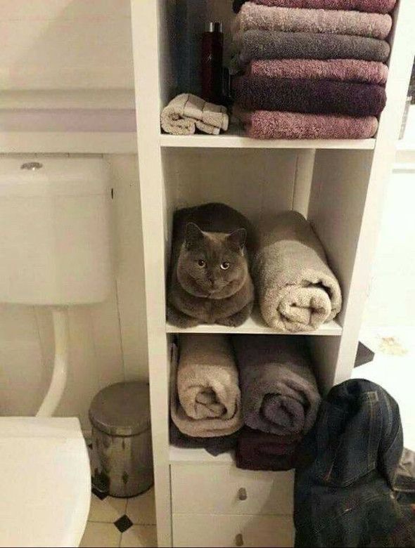 NoCatsNoLife_m's tweet photo. Premium fluffy towel 😍 https://t.co/IK5vRAr7lM