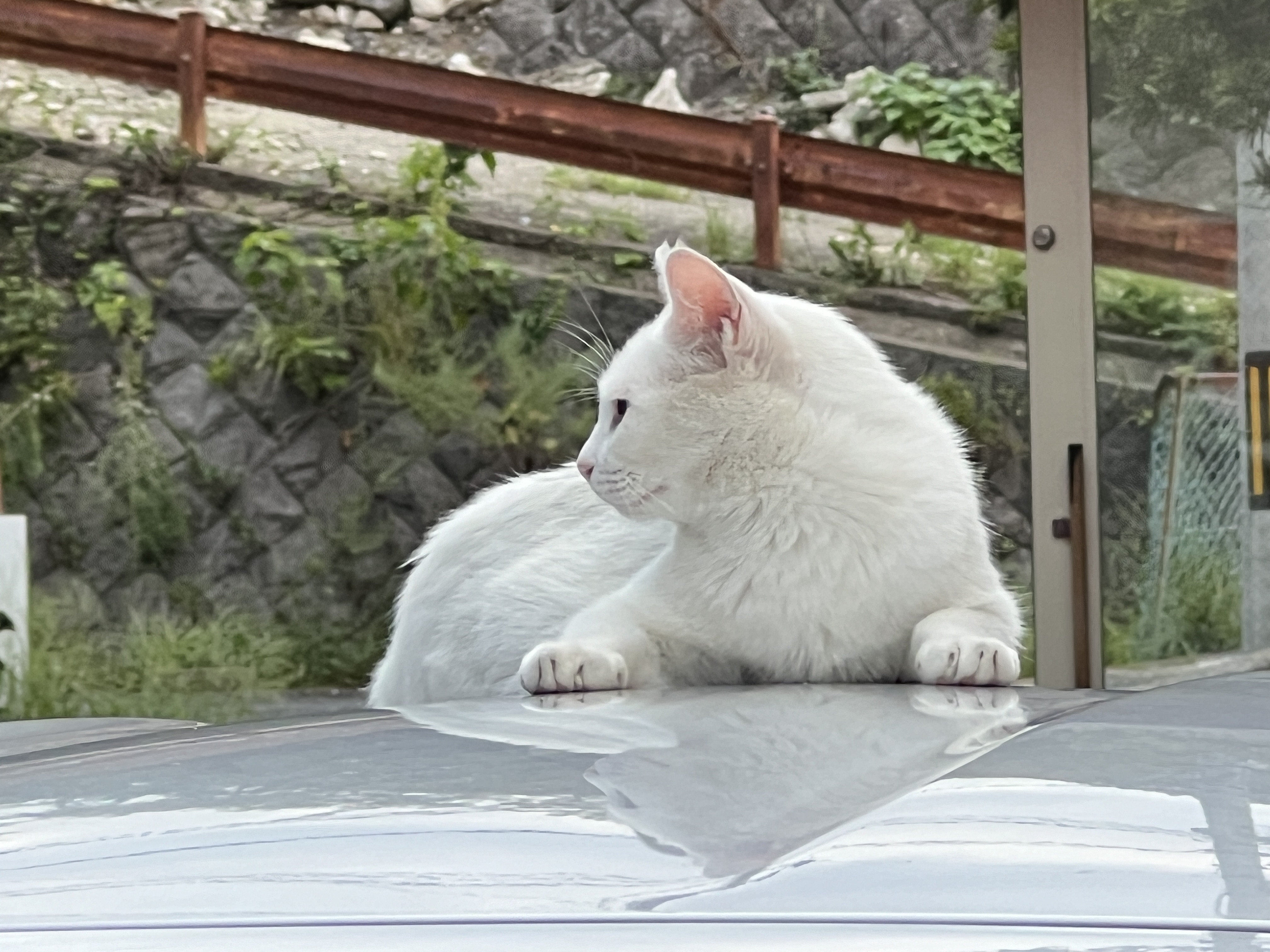 白猫好き れおん🐈 on X: 