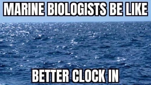 ꒰ daily aquatic lovelies ༚.° (@aqualuvsuotd) on Twitter photo 