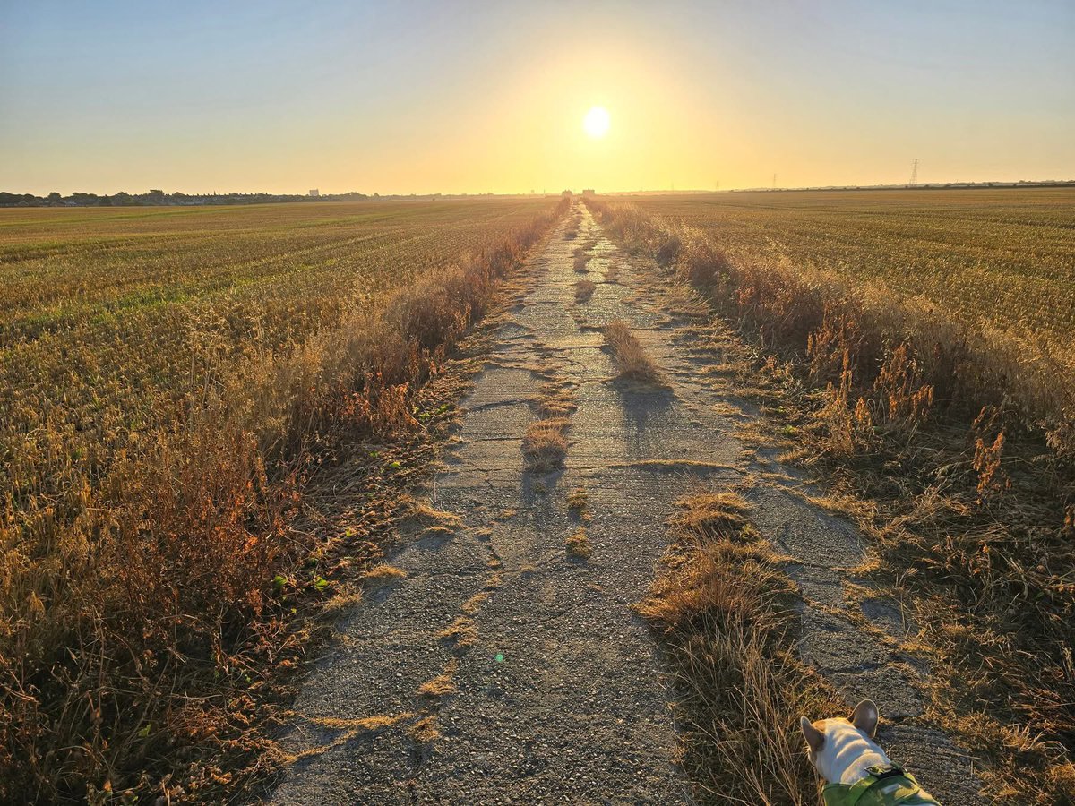 Tris Osborne MP tweet media