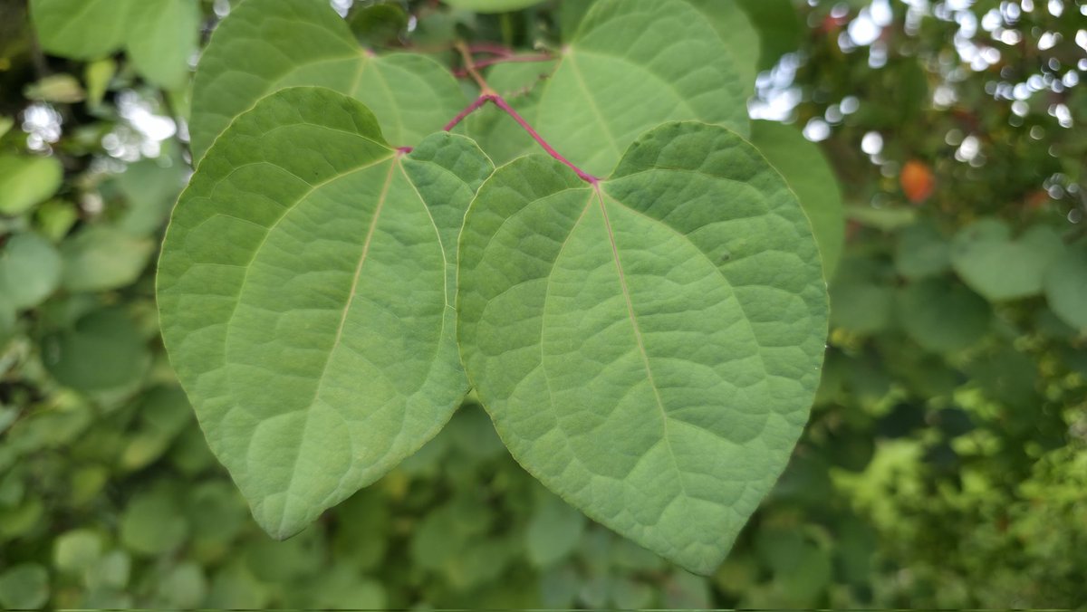 PMD486's tweet photo. 💚Hearts of nature💚
Katsura (桂) also known as Japanese Judas-tree, caramel tree or Kuchenbaum (in German)
One of my personal highlights in fall. The wilting leaves smell wonderfully of gingerbread, filling the garden with a sweet fragrance.
#CercidiphyllumJaponicum https://t.co/arqDjrstSd