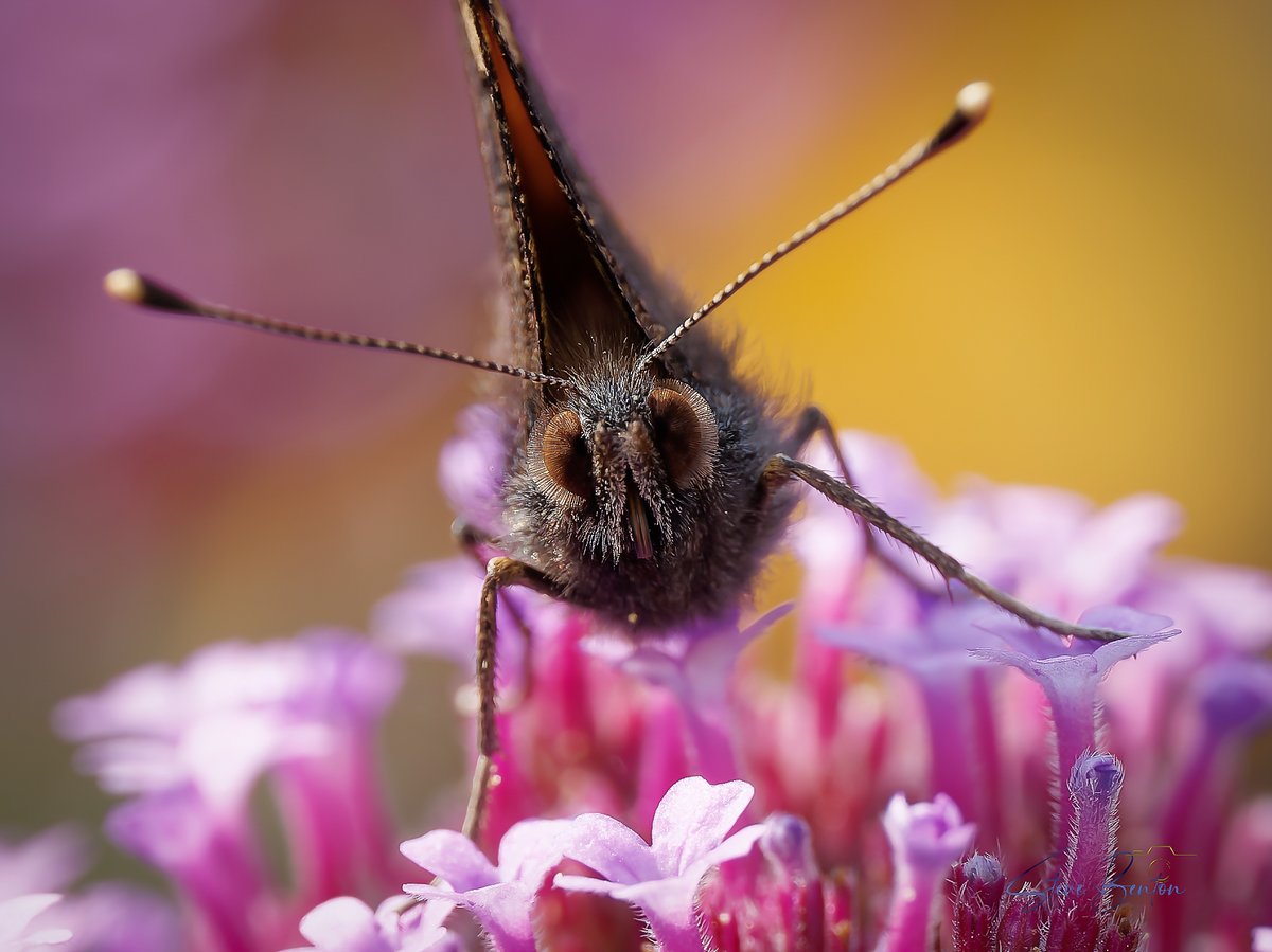 bentos1368's tweet photo. More garden macro, this Small Tortoiseshell now seems to be resident in the garden over the last few weeks, another new species this summer, the butterflies seem to be having a much better year this year
@WTSWW @RSPBCymru #om1 #smalltortioseshell #butterflies #macrophotography https://t.co/l5ZHX7KVZs