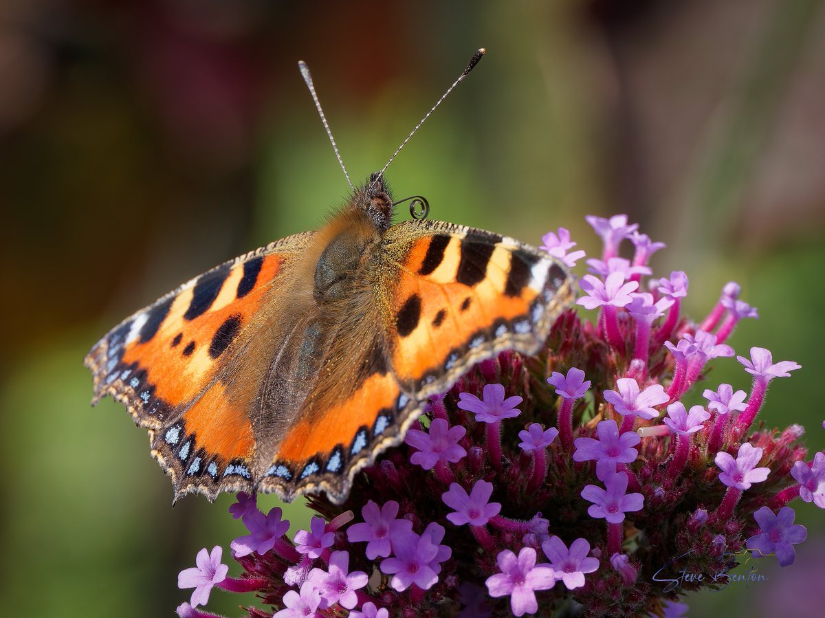 bentos1368's tweet photo. More garden macro, this Small Tortoiseshell now seems to be resident in the garden over the last few weeks, another new species this summer, the butterflies seem to be having a much better year this year
@WTSWW @RSPBCymru #om1 #smalltortioseshell #butterflies #macrophotography https://t.co/l5ZHX7KVZs