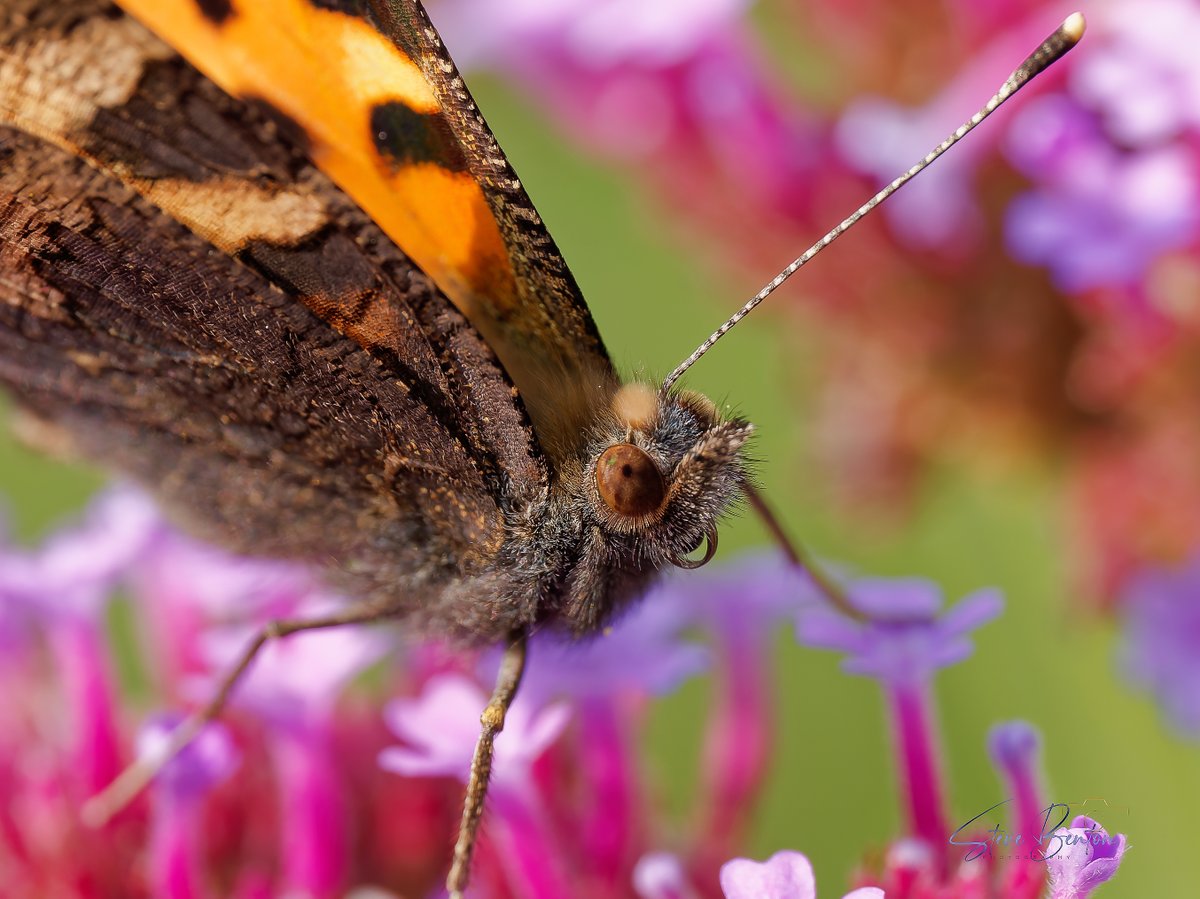 bentos1368's tweet photo. More garden macro, this Small Tortoiseshell now seems to be resident in the garden over the last few weeks, another new species this summer, the butterflies seem to be having a much better year this year
@WTSWW @RSPBCymru #om1 #smalltortioseshell #butterflies #macrophotography https://t.co/l5ZHX7KVZs