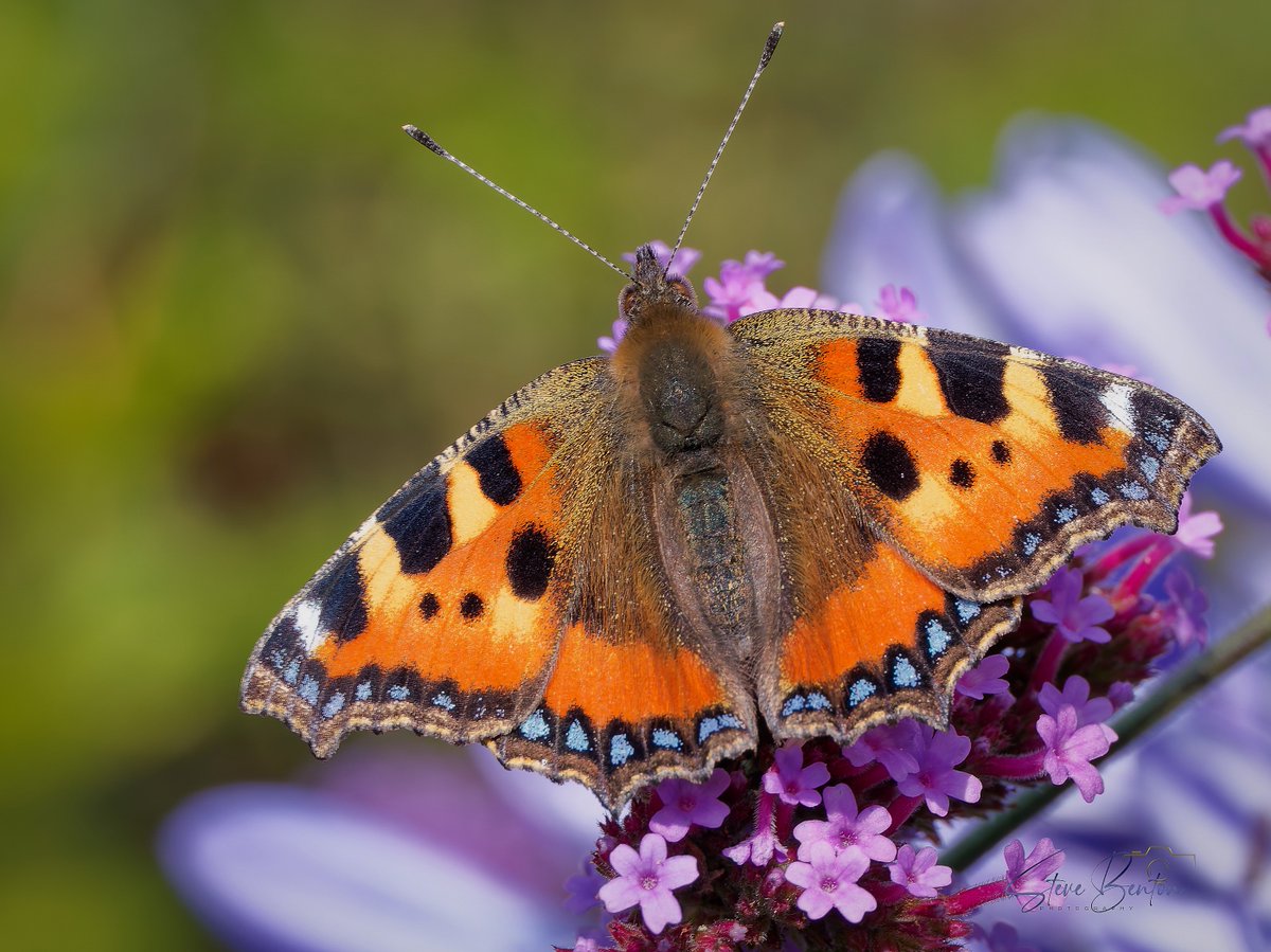 bentos1368's tweet photo. More garden macro, this Small Tortoiseshell now seems to be resident in the garden over the last few weeks, another new species this summer, the butterflies seem to be having a much better year this year
@WTSWW @RSPBCymru #om1 #smalltortioseshell #butterflies #macrophotography https://t.co/l5ZHX7KVZs