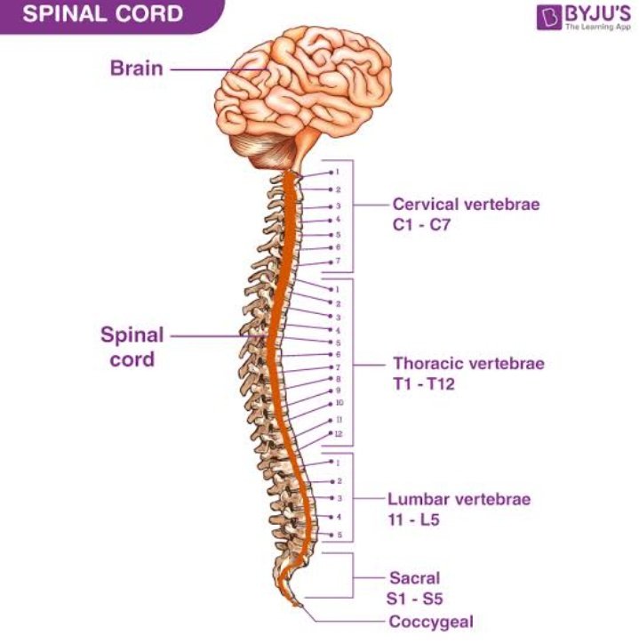 Props to the designer cause MALAMAR is literally the whole NERVOUS SYSTEM!🤯

Explains the brain stimulation~ whatta concept! #PokemonLegendsZA
