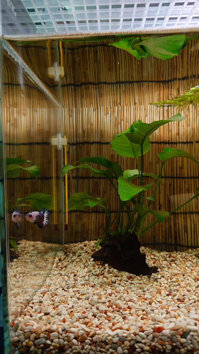 nero_study's tweet photo. 我が家にきてしばらくたったベタ丸🐟️
30センチ水槽で止まることなくずっと泳いでます。
ちゃんと寝ているのか心配になるくらい https://t.co/RODF76H6r0