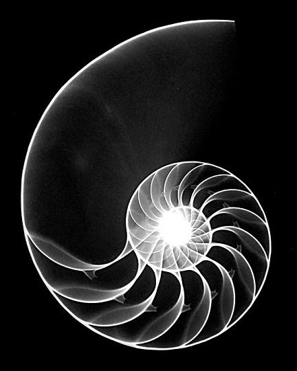 Mathonymics's tweet photo. The Fibonacci Numbers - Patterns in Nature

The Fibonacci numbers  1, 1, 2, 3, 5, 8, 13, 21, 34, 55,89.. Each number is the sum of the two preceding ones

A simple rule that generates a sequence appearing throughout mathematics, art, and nature with stunning regularity - Thread🧵