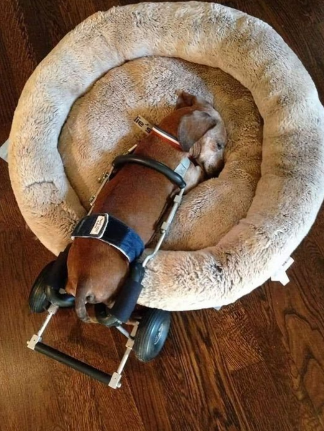 BestinDogs's tweet image. Please don't swipe past without sending him some love and Wishes!