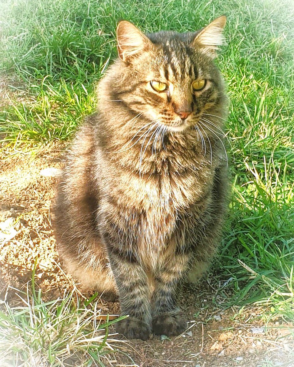 CatmandooWonder's tweet image. Our neighborhood cat soaking up the beach vibes in Catman-Dooland! 🏝😸🏝  #UnityInNature at its best. 😇  Please support our stories: gofundme.com/f/catmandoo-th… #CatmanDoo #Uniters #CatsUnite