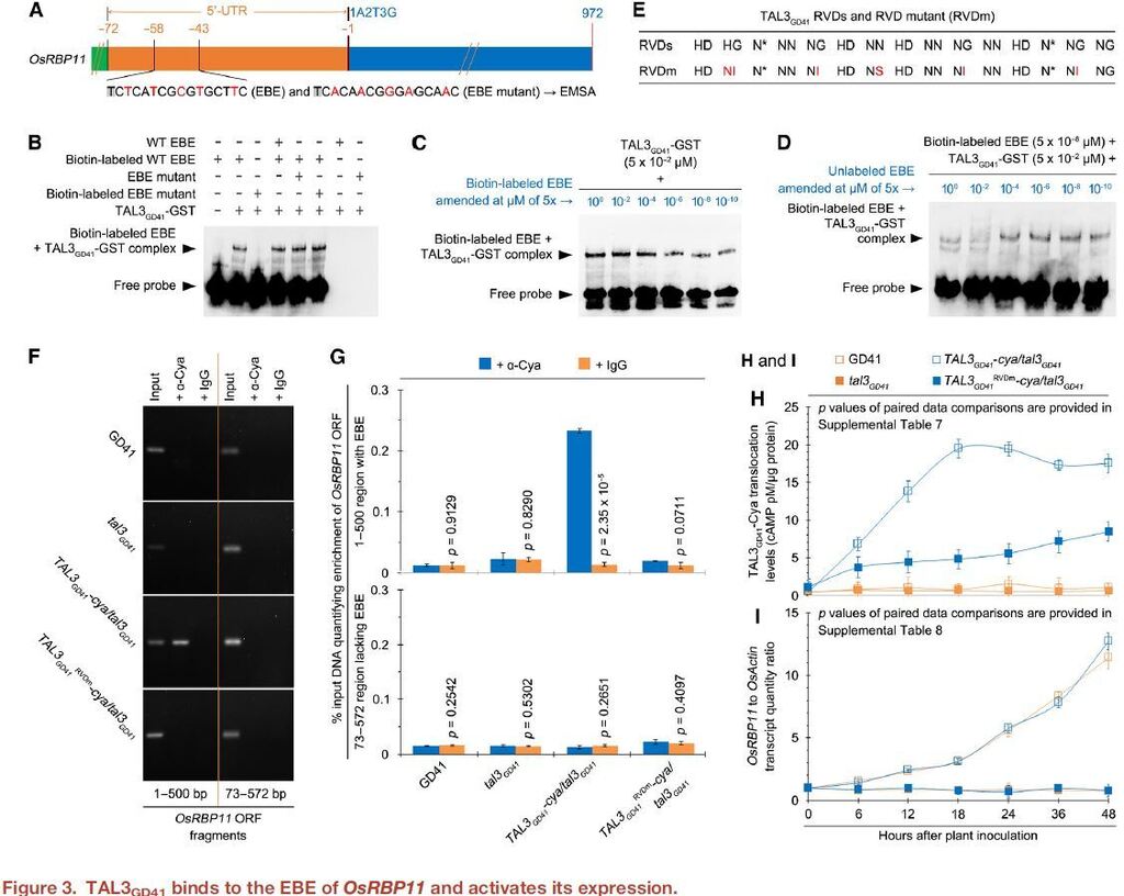 Alternative splicing of OsNPR3 promoted by the bacterial TAL effectors-targeted splicing regulator OsRBP11 antagonizes OsNPR1 function and enhances disease susceptibility in rice - Mol. Plant sco.lt/7GLfzk