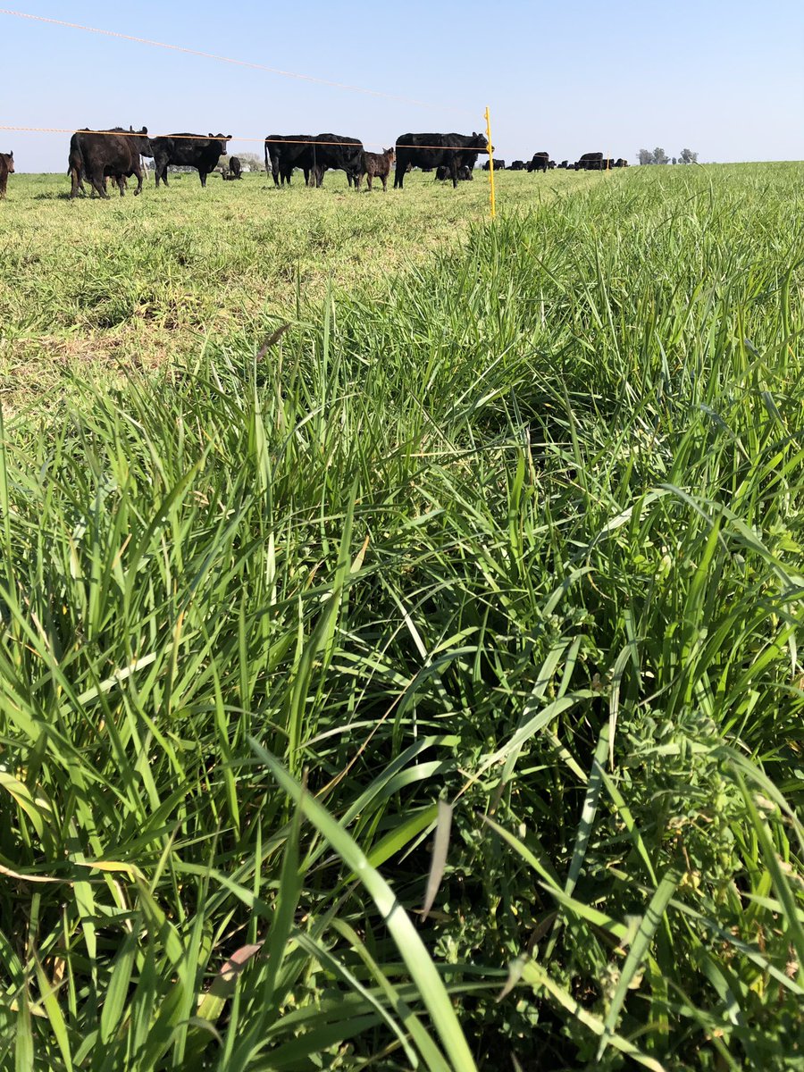 Dante Garciandia 🇦🇷 tweet media