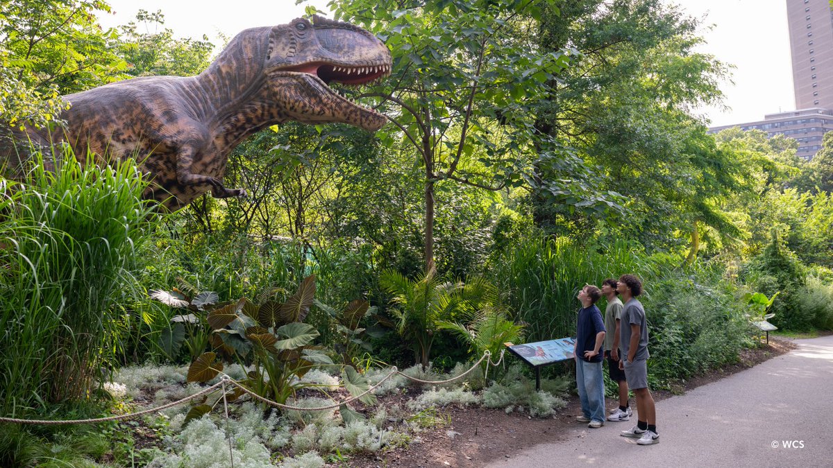BronxZoo's tweet image. This fall, don’t miss a prehistoric adventure at Bronx Zoo Dinosaur Safari! Explore more than 60 animatronic dinosaurs and pterosaurs, including 11 new models equipped with the latest technology to make them move and roar! (1/2)