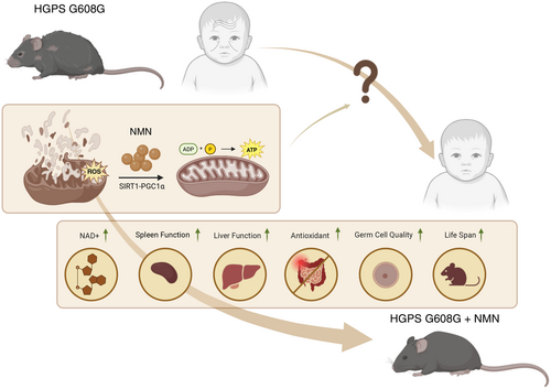 eclipconsortium's tweet photo. “Nicotinamide mononucleotide alleviates aging defects in Hutchinson-Gilford progeria syndrome” from Xu et al. published in August in FASEB J
https://t.co/0nI9o8Fc1b
#LPoM #lipodystrophy https://t.co/Y2zXxkfPlI
