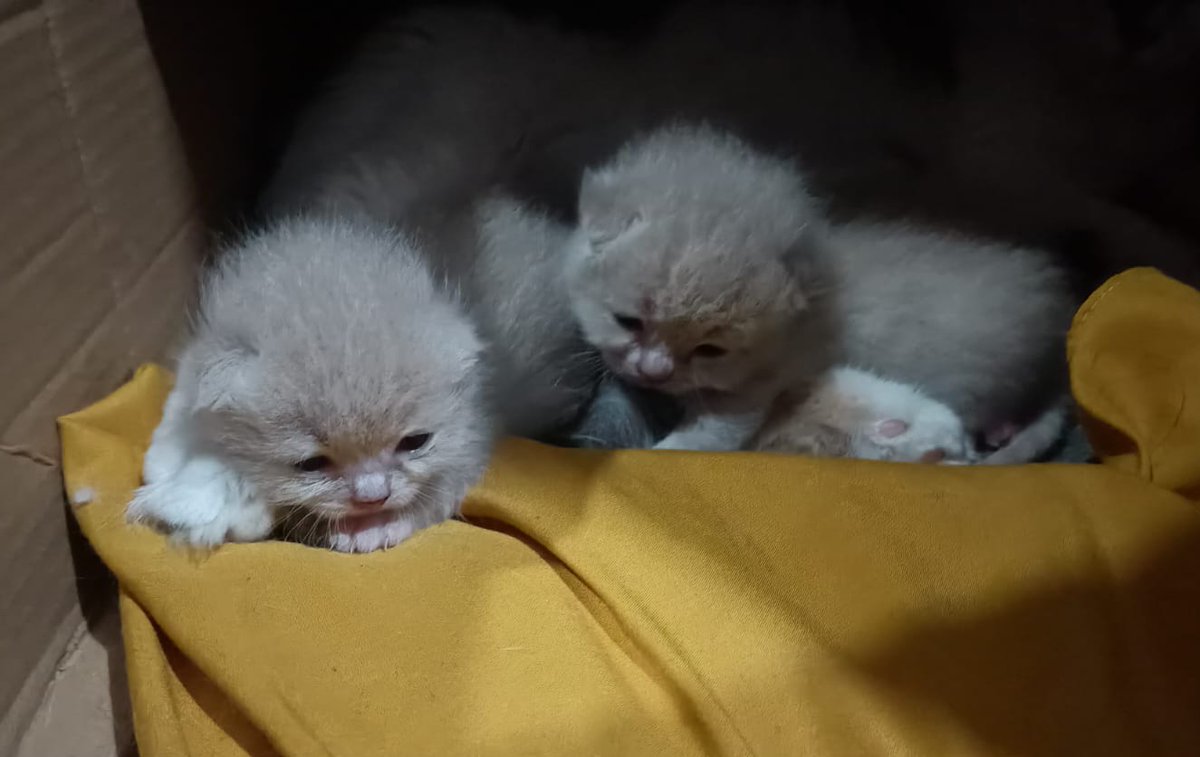 abililiee's tweet image. pedro udah bisa melek gais