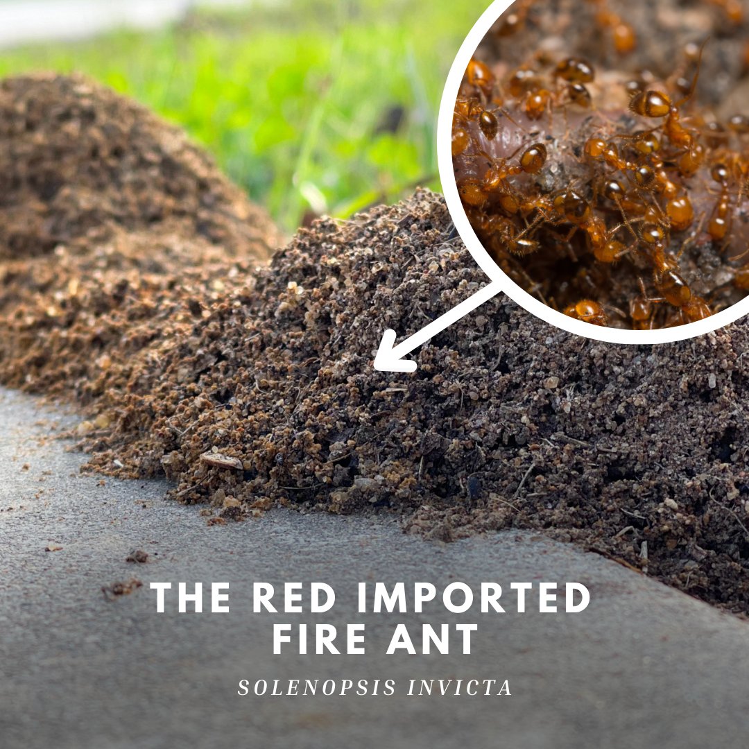 Since 1958, Florida has been designated under the Federal Imported Fire Ant Quarantine, which prevents the spread of 🐜  by restricting the movement of #AgCommodities that can harbor them.

🔗 Learn more: bit.ly/47Zm7Ae
