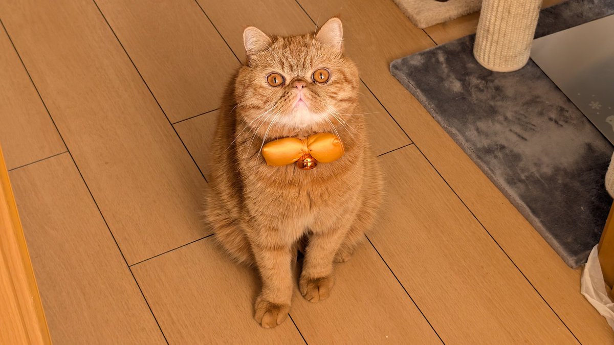 53円のおつとめ大根買ったけどどう食べようか迷って大根ステーキにした。
猫たちは一時的にハロウィン仕様にしたものの🎃そぼろちゃんはなんだかよく分からずかくにはクイズ番組の司会に…

#エキゾチックショートヘア
#エキゾチックロングヘア
#猫好きさんと繋がりたい 
#猫のいる生活