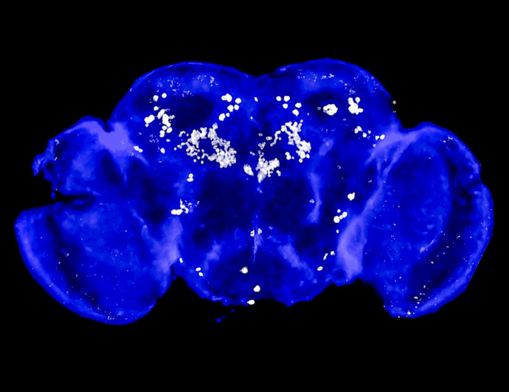 ScienceMagazine's tweet image. A bacterial member of the gut #microbiome can shape the rewarding properties of amphetamine drugs and their effects on male sexual motivation, according to @SciSignal research in fruit flies that uncovers a new gut-brain connection. scim.ag/4gkY9Se