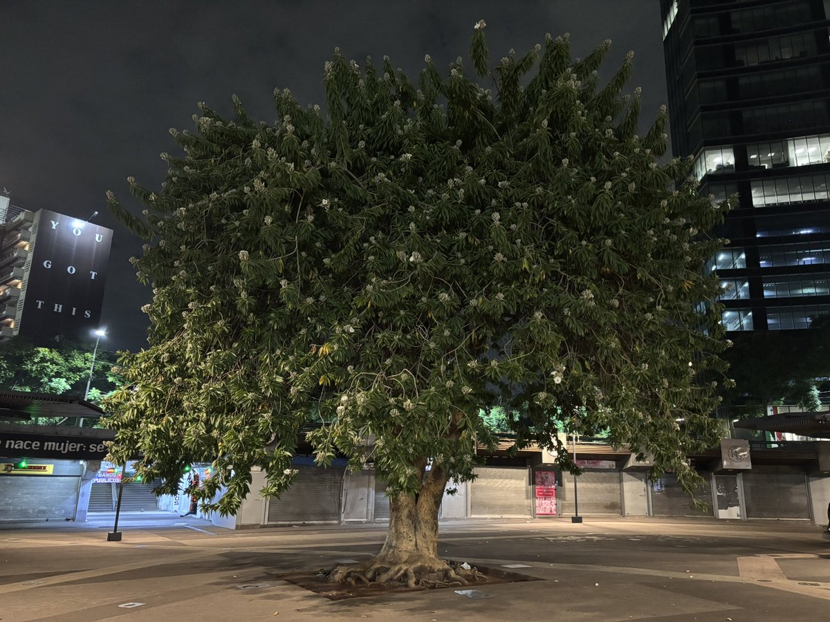 🍉 Árboles de la Ciudad de México 🍉 (@arbolescdmx) on Twitter photo El viernes vi a un murciélago volando frenéticamente en el cazahuate de la Glorieta de Insurgentes. Había visto a colibríes, abejas carpinteras y otros insectos, pero no había tenido la fortuna de ver al principal polinizador de los Cazahuate a, y en un lugar tan inhóspito. El viernes vi a un murciélago volando frenéticamente en el cazahuate de la Glorieta de Insurgentes. Había visto a colibríes, abejas carpinteras y otros insectos, pero no había tenido la fortuna de ver al principal polinizador de los Cazahuate a, y en un lugar tan inhóspito.
