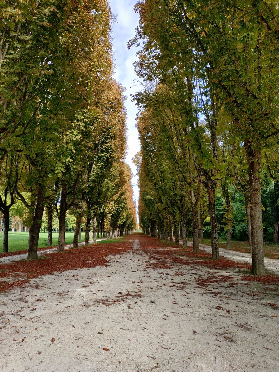 Mr___INSEAD's tweet image. 午後のフォンテーヌブロー森林地帯の散策、静寂の時
#insead