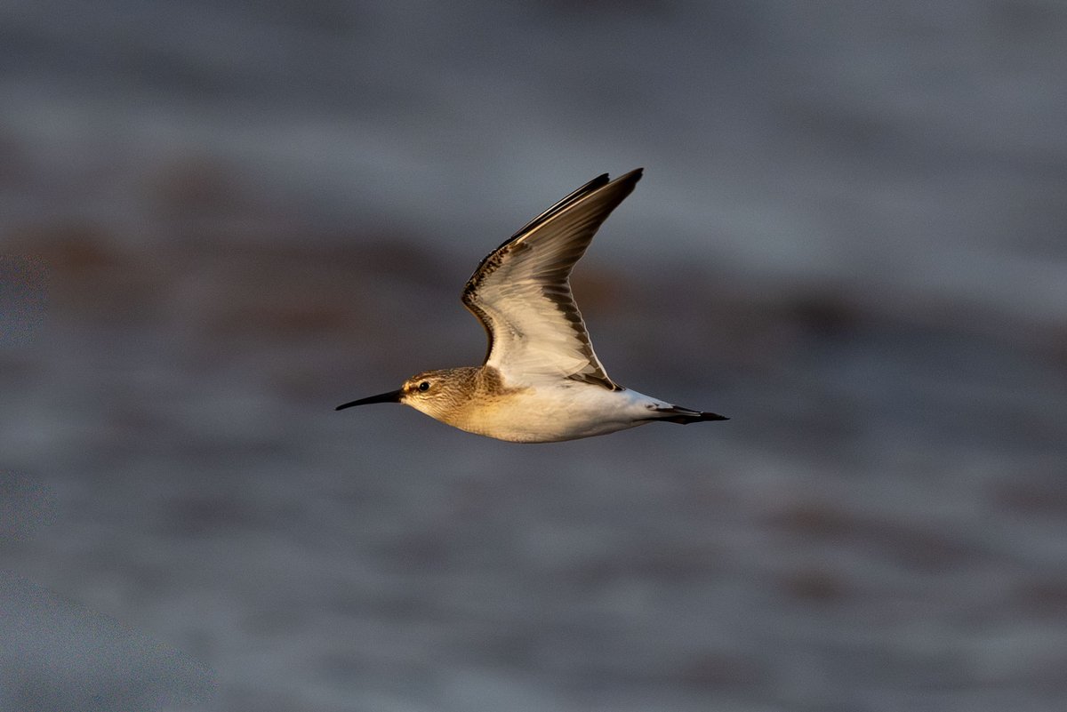 9stan's tweet image. There were some nice common waders on the Humber in nice light over the weekend. More photos on the blog martin-standley.squarespace.com/blog
For anyone coming to #Migfest2025 I'll be talking about how I get shots like these and more in my photographic workshops.