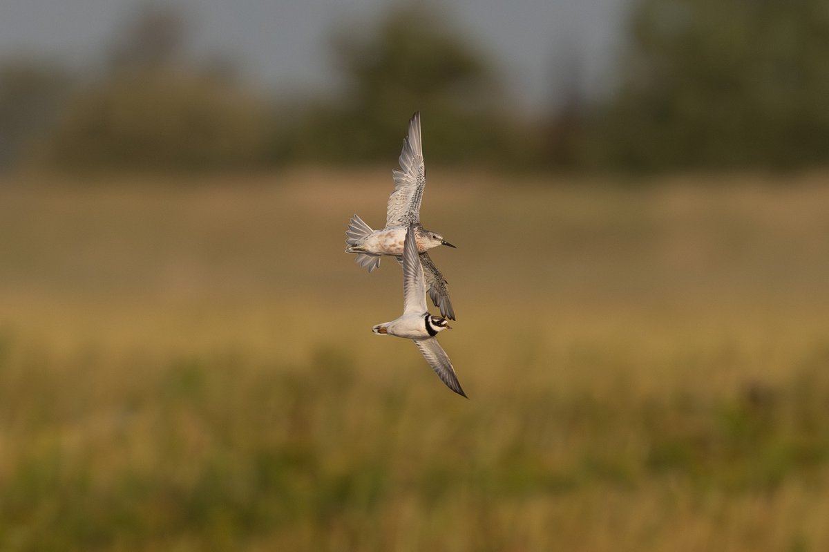 9stan's tweet image. There were some nice common waders on the Humber in nice light over the weekend. More photos on the blog martin-standley.squarespace.com/blog
For anyone coming to #Migfest2025 I'll be talking about how I get shots like these and more in my photographic workshops.