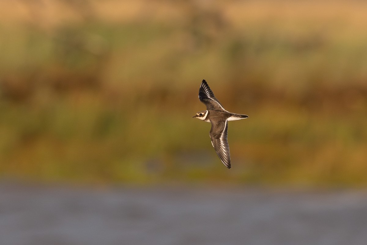 9stan's tweet image. There were some nice common waders on the Humber in nice light over the weekend. More photos on the blog martin-standley.squarespace.com/blog
For anyone coming to #Migfest2025 I'll be talking about how I get shots like these and more in my photographic workshops.