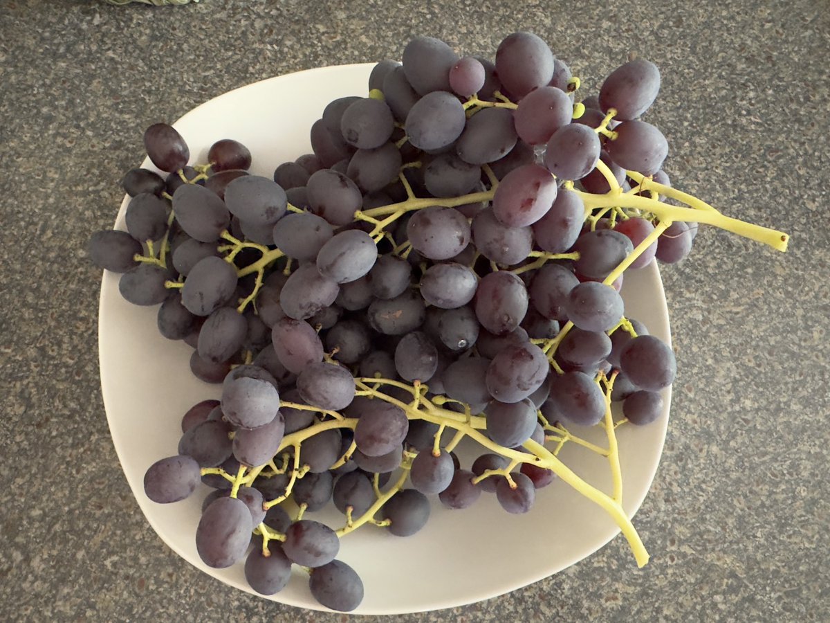 Harvest from my one and only vine stock. Mein Weinstock hatte immerhin drei Trauben. 🍇