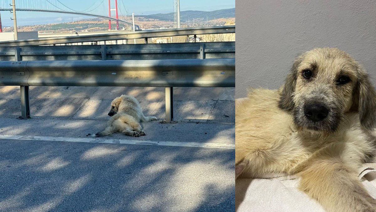 DogDeskAction's tweet image. New Followers🐾 This is Rolly 💙
He was run over and left lying in the road with a broken spine 

We gave him everything he needed 🫶

Sadly he is now over the bridge 🌈

We remember Rolly, and fight on for dogs like him 💪🐾
#RememberRolly #AnimalRescue #JusticeForDogs