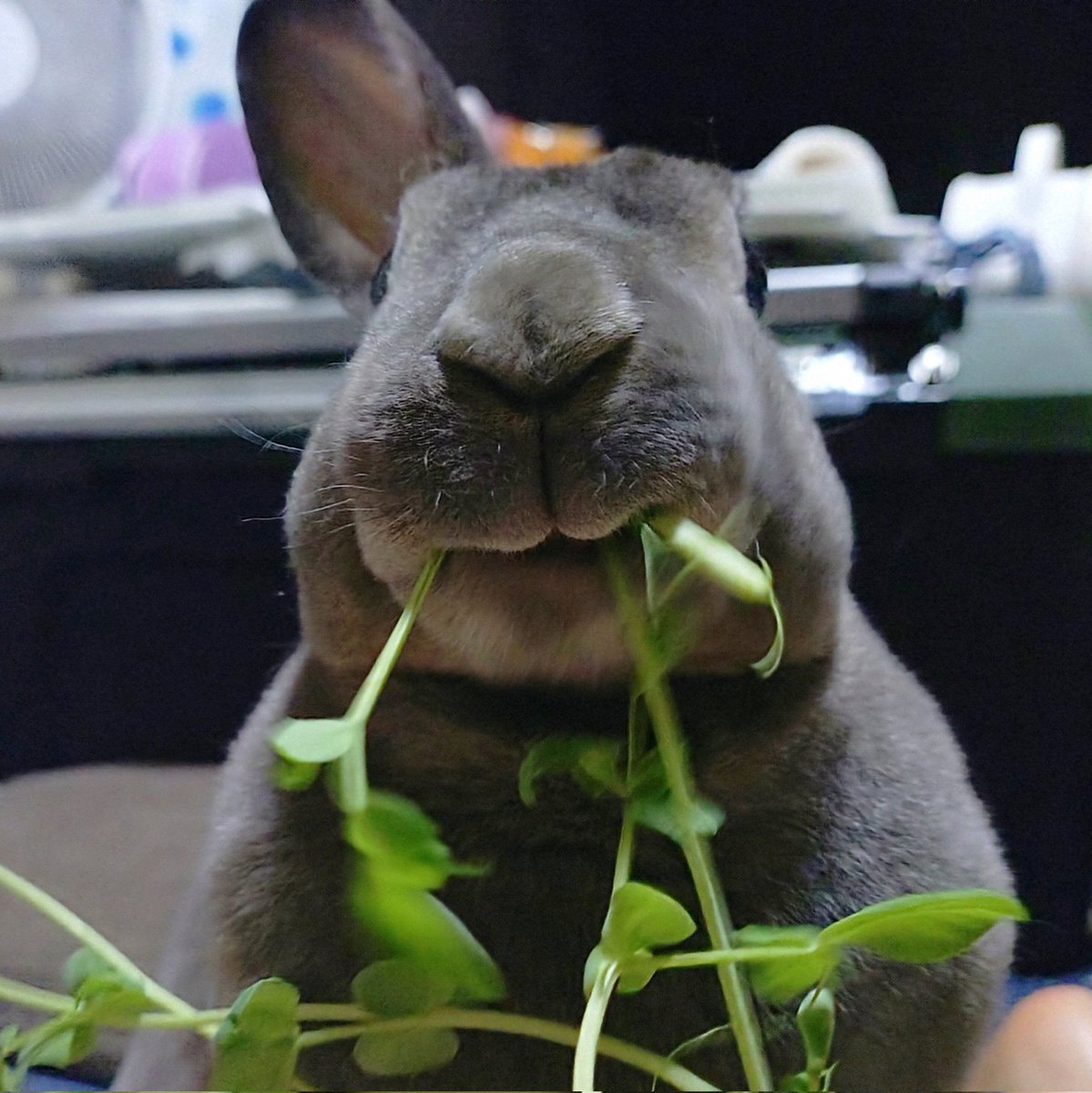 おくちが可愛すぎる
#うさぎ
#ミニレッキス