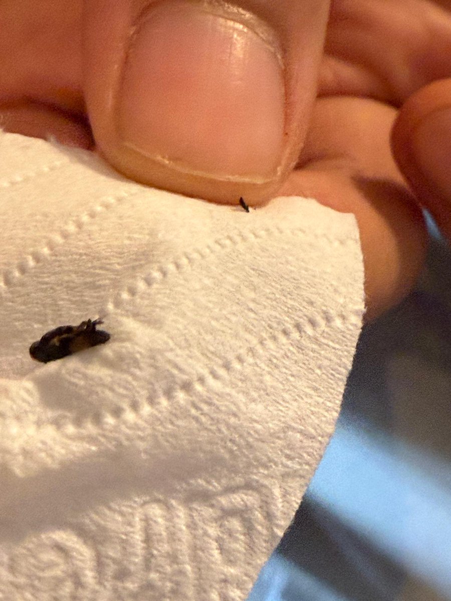2_CJR's tweet photo. @PepsiUK This fly came out of a bottle of pepsi max cherry. I tried to DM you but have not had a reply. https://t.co/X4O5WN8OFr