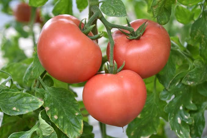 より自然体のとまとに育ってるね
堂島さんも素晴らしかった！
素敵な味のある時間でした👍