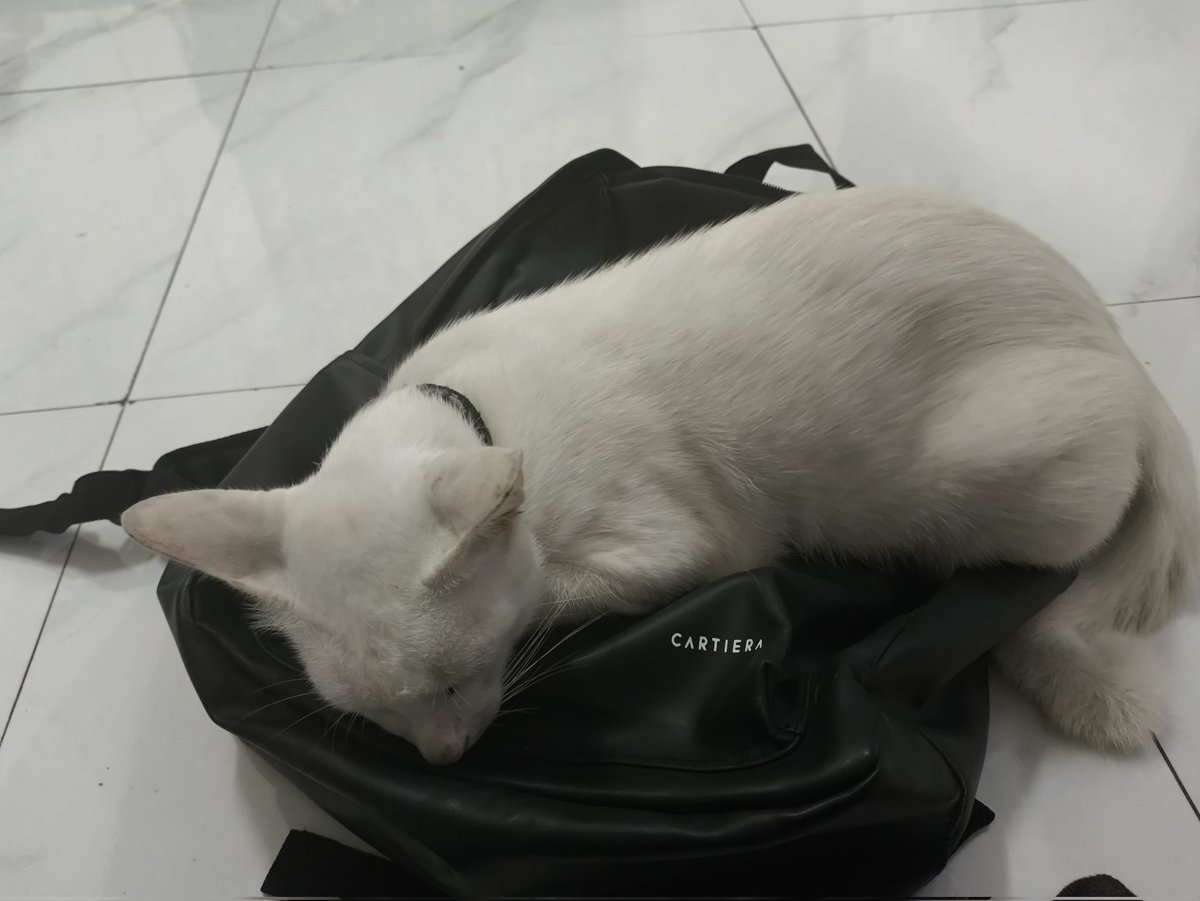 frzkye's tweet photo. Balik kerja langsung disamperin kucing clingy, mana dekilllll banget https://t.co/LVPXdmMbF4